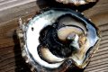 Pearl growing within the oyster's pouch